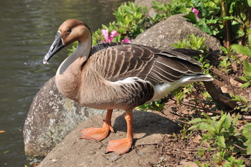 鴨　水鳥　あひる