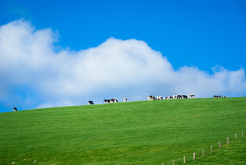Lush green grassy hill with line of dairy cows on ridge