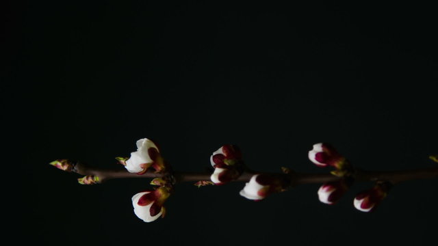 Blossom apricot flower