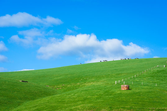 Green Hills Of Dairy Farm With Line Of Cows On Ridge