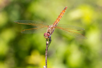 Dragonfly closeup