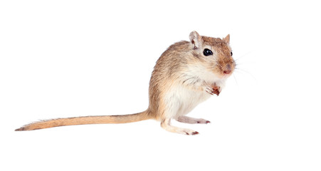 Funny gergil with a nut in his hands