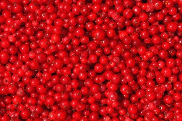 Red currant or redcurrant (Ribes rubrum) background