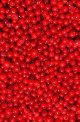 Red currant or redcurrant (Ribes rubrum) background