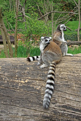 Ring-tailed lemurs siting on a tree in a Zoo