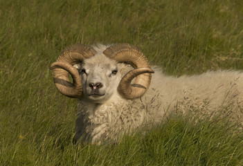 Obraz premium Icelandic lamb in meadow