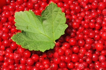 Red currants or red currants background 