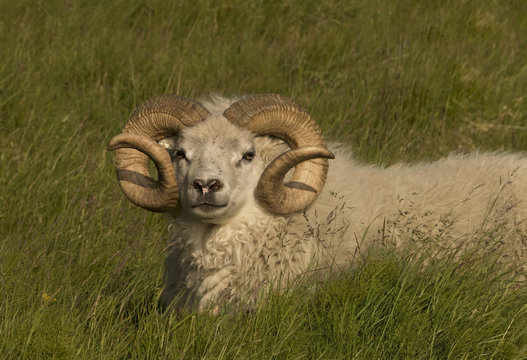 Icelandic Lamb In Meadow