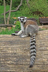 Ring-tailed lemur sitting on a tree in a Zoo