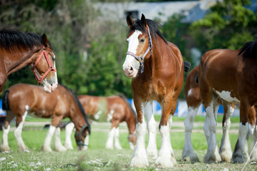 clydesdales horses