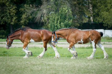 two clydesdales horses