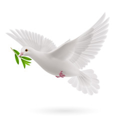 Obraz premium Fly dove