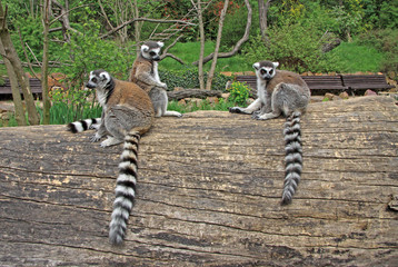 Ring-tailed lemurs sitting on a tree in a Zoo