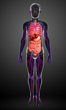 Digestive and circulatory system of male body