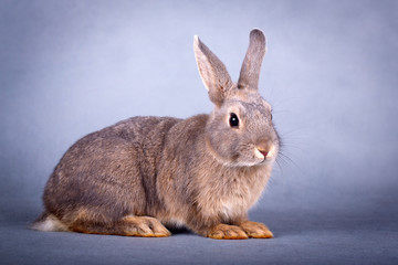 dwarf rabbit