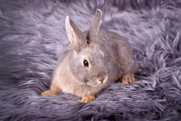 dwarf rabbit