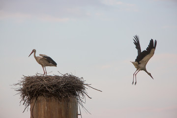 White stork in the nest