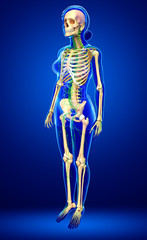 Lymphatic system of Female skeleton artwork