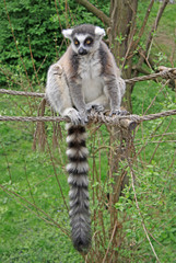 Ring-tailed lemur sitting on a rope in a Zoo