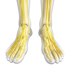 Nervous system of foot skeleton artwork