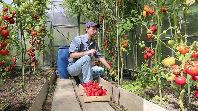 Video worker harvest ripe red tomatoes in a greenhouse