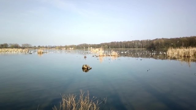 Lots of seagulls above the pond in Poodri region in Czech republic