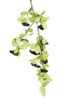 Black Choke berries