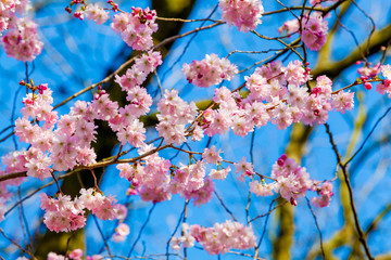 Pink Sakura flower blooming