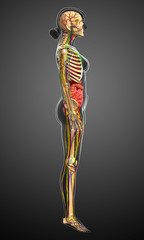 Lymphatic, skeletal, nervous and circulatory system of female bo