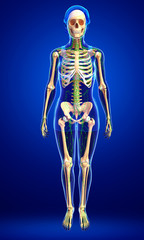 Lymphatic system of Female skeleton artwork