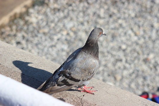 Pigeon and its shadow