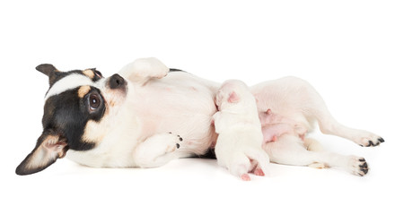 Baby puppy sucks milk