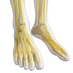 Obraz na płótnie Canvas Nervous system of foot skeleton artwork