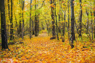 deciduous autumn forest