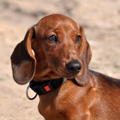 smooth-haired dachshund dog on the sand
