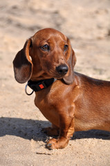 smooth-haired dachshund dog on the sand
