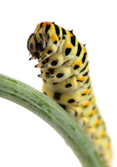 Side view of pest green caterpillar isolated on white 