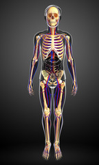 male skeletal circulatory system