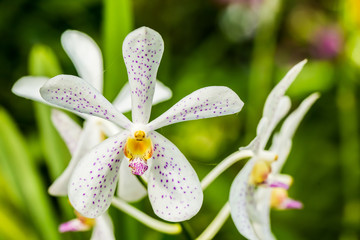 orchid in the royal floral chiangmai Thailand