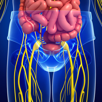 Human pelvic girdle nervous and digestive system artwork