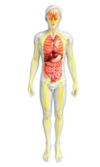 Male body of Nervous and digestive system artwork