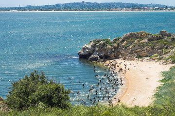 Cormorants and gulls are taking off from the wild cove in reserve Kazantip against the background of Shcholkino town. Crimea, the sea of Azov.