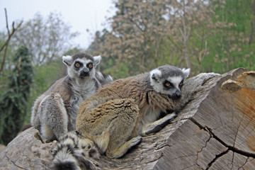Ring-tailed lemurs sitting on a tree in a Zoo