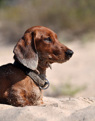 dachshund dog on the sand