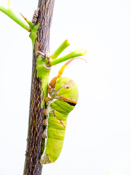 Close up macro Butterfly Caterpillar