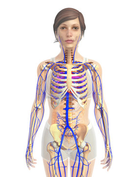 3d rendered illustration of female heart anatomy