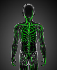 Lymphatic system of male body