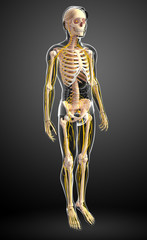 Male skeleton and nervous system artwork