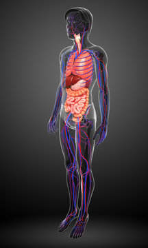 Digestive and circulatory system of male body