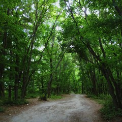 green forest in the end of summer